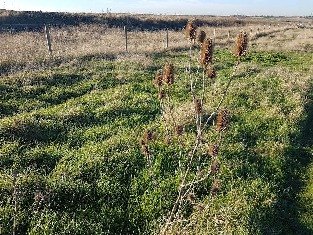 Essex Wildlife Trust | Crown Cottages/Mucking Wharf Rd, Stanford-le-Hope SS17 0RN, UK | Phone: 01375 641027