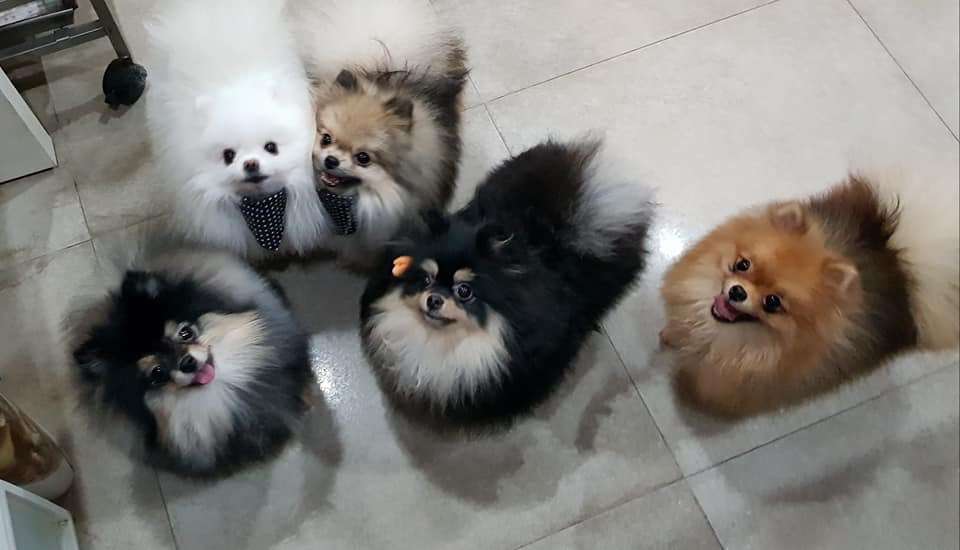 Pomeranian Puppies, Teacup | Chicago, IL 60608, USA | Phone: (650) 303-1599