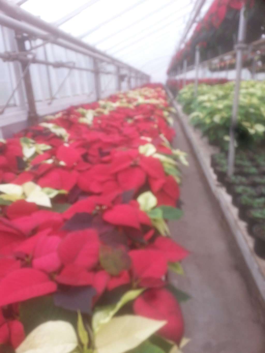 Millers Greenhouse | 806 Sanatoga Rd, Pottstown, PA 19465, USA | Phone: (610) 495-6682