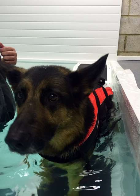 Genesis Canine Hydrotherapy Clinic | Unit F, Cavendish House, Plumpton Rd, Hoddesdon EN11 0LB, UK | Phone: 07983 571499