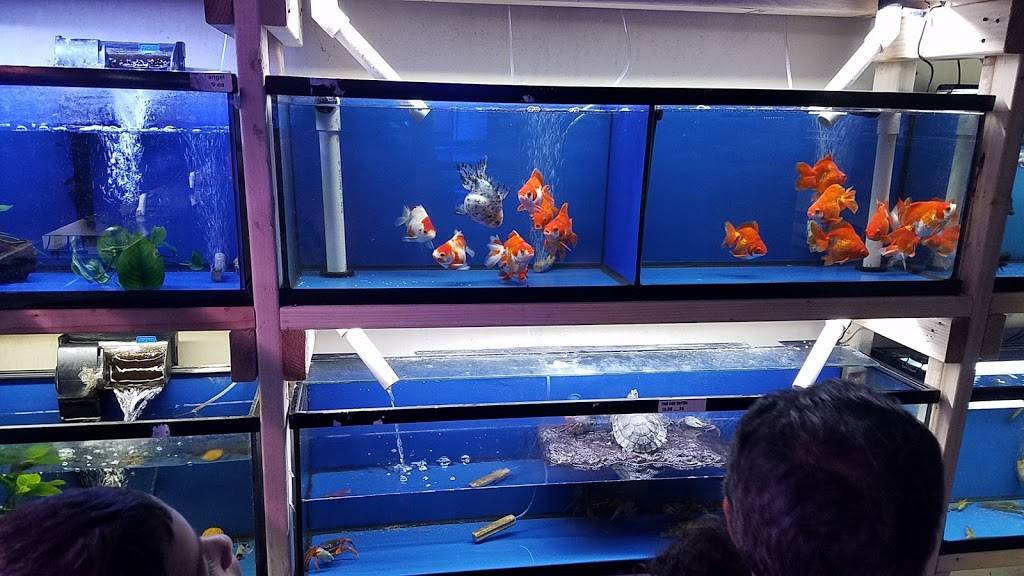 Pet World:Tropical Fish | 891 Harriman Pl, San Bernardino, CA 92408 | Phone: (909) 884-3337