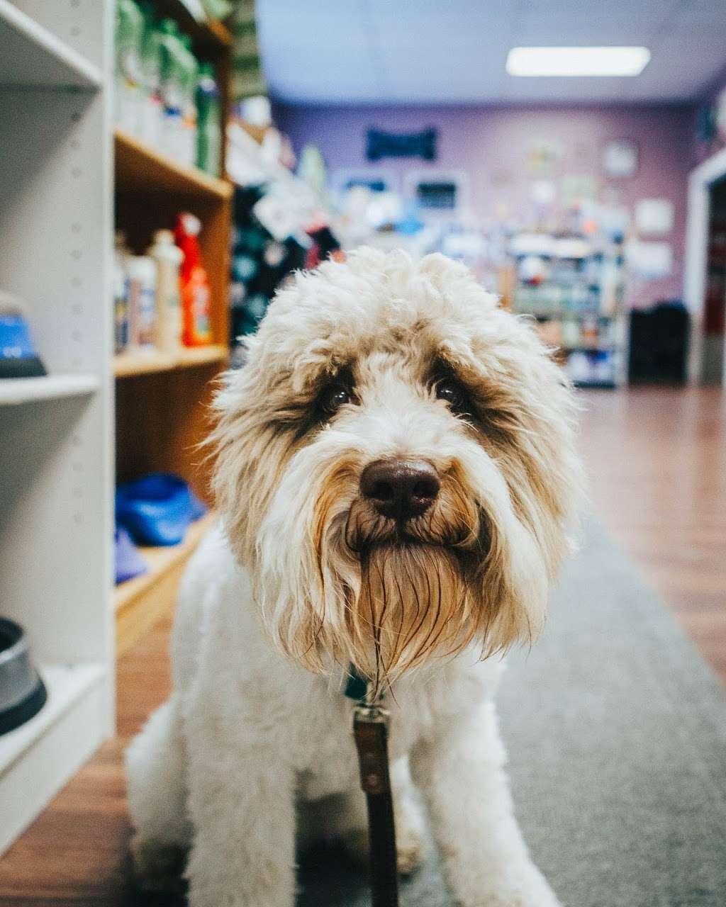 Pet-icure Pet Grooming & Supplies | 89 Main St, Pepperell, MA 01463, USA | Phone: (978) 433-0026