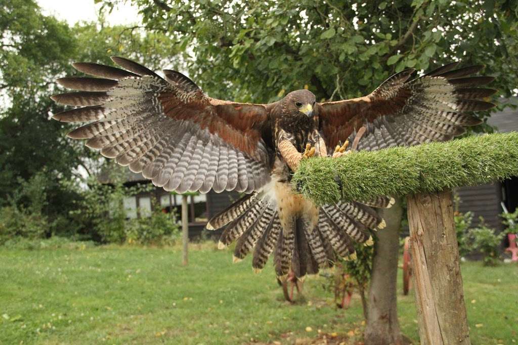 Coda Falconry | Lee Valley Park Farm, Stubbins Hall Lane, Waltham Abbey EN9 2EF, UK | Phone: 07710 969930