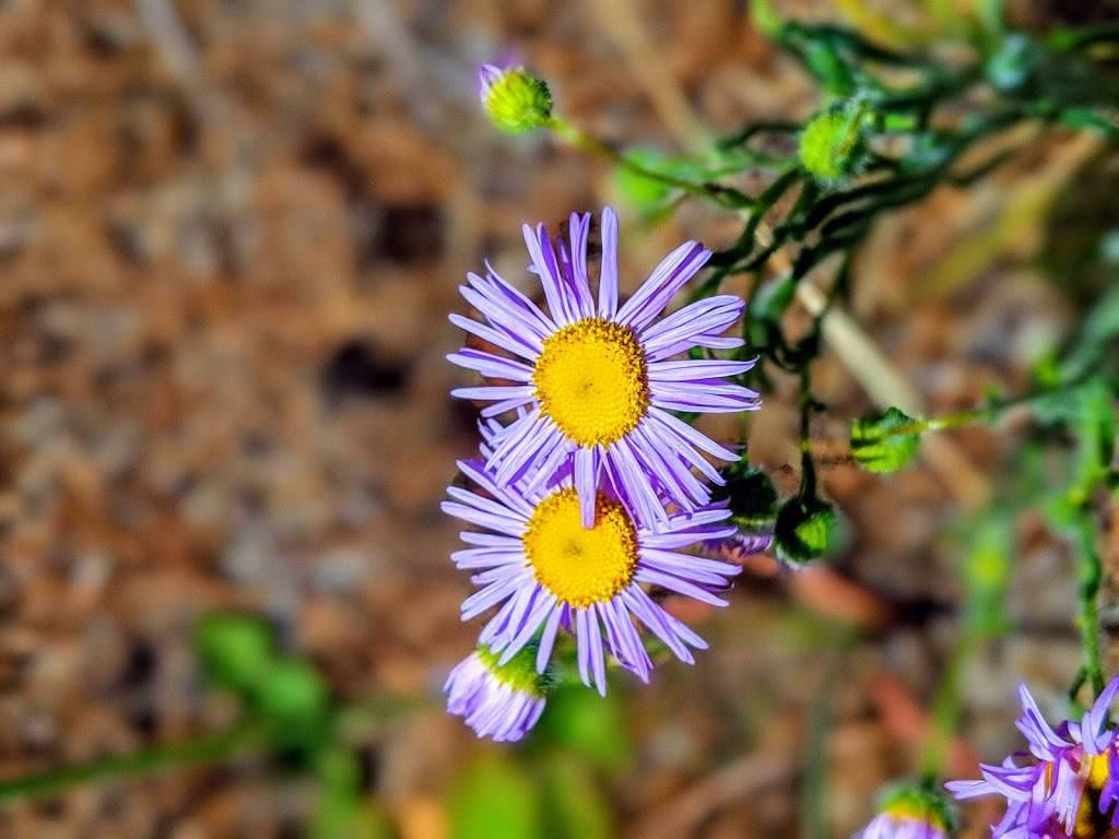 Harrison Hollow Trailhead and Parking | 2899 N Harrison Hollow Ln, Boise, ID 83703, USA | Phone: (208) 493-2531 Harrison Hollow Trailhead and Parking | 2899 N Harrison Hollow Ln, Boise, ID 83703, USA | Phone: (208) 493-2531