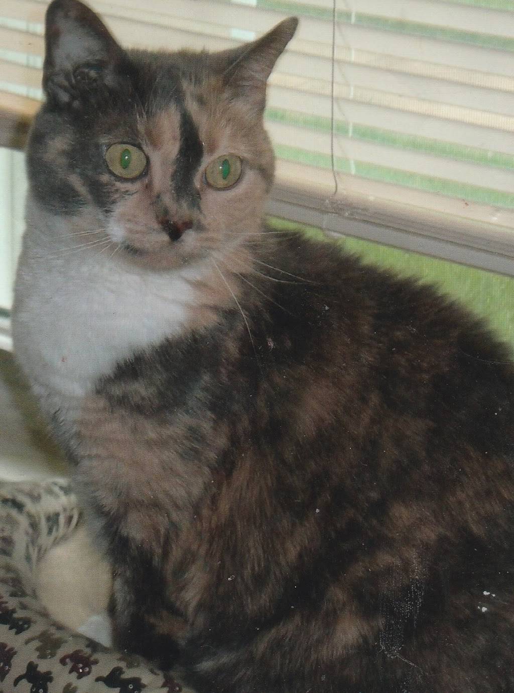Owings Mills Veterinary Center | 9623 Reisterstown Rd Ste. A, Owings Mills, MD 21117, USA | Phone: (410) 363-0393