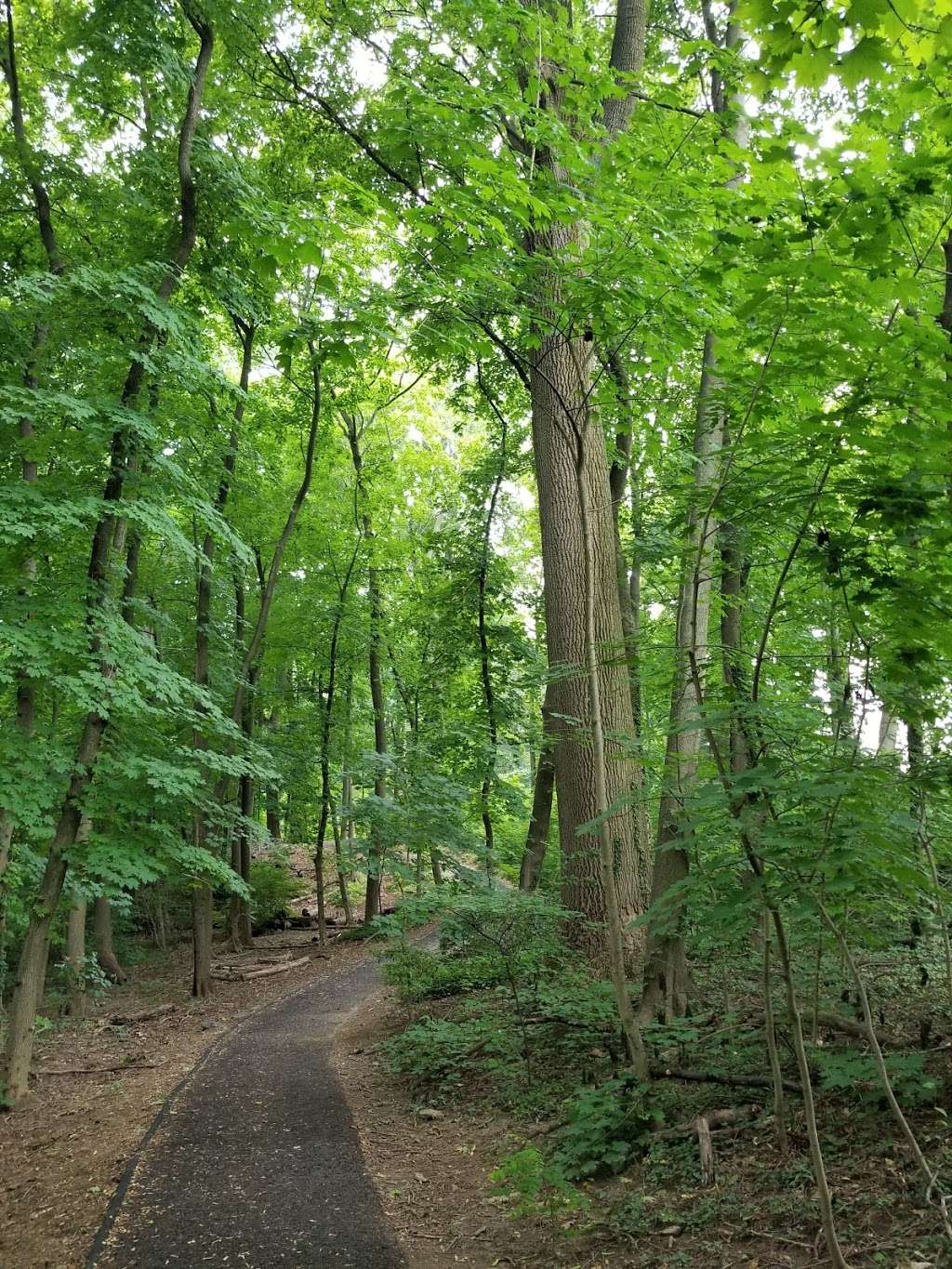 Haverford College Nature trail | 88-2 College Ln, Haverford, PA 19041, USA