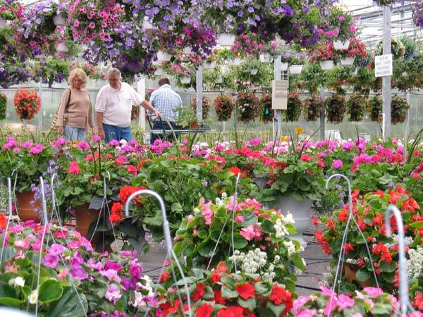 Vite Greenhouses | 2610 Redbud Trail, Niles, MI 49120, USA | Phone: (269) 695-2959