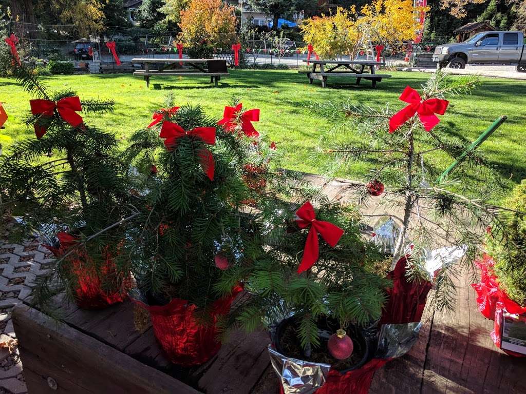 Patchen Rancho Christmas Tree Farm | 17430 Old Summit Rd, Los Gatos, CA 95033, USA | Phone: (408) 353-5696