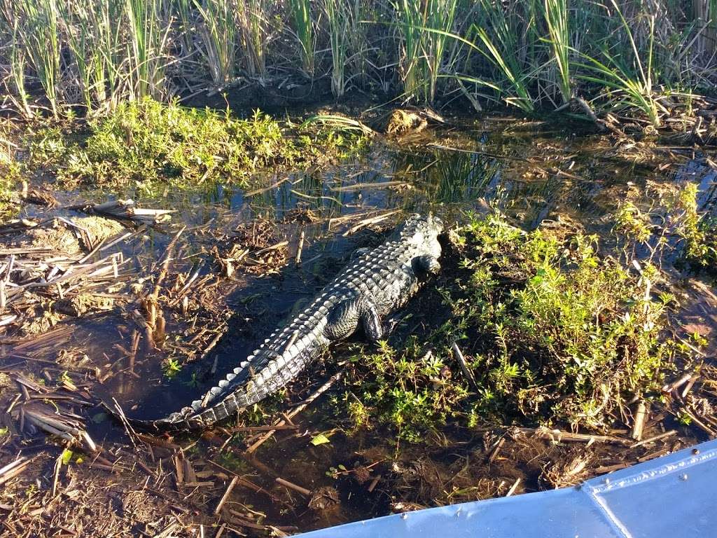 Marsh Landing Adventures / Orlando Airboat Tours | 2830 Neptune Rd, Kissimmee, FL 34744, USA | Phone: (407) 572-3561