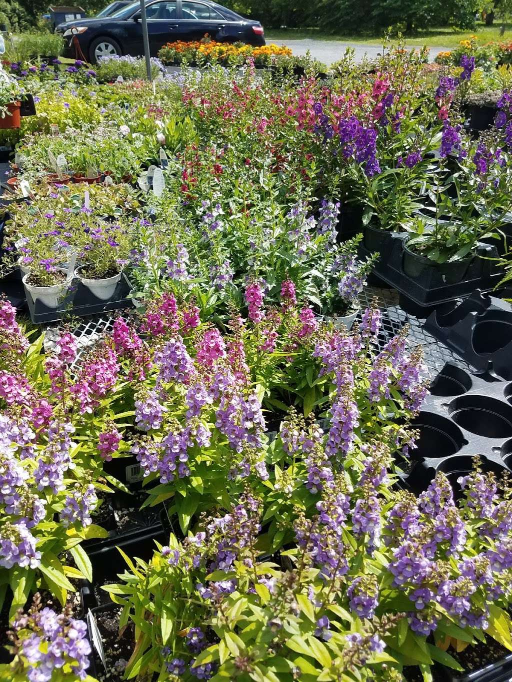 Pharo Garden Centre | 4505 Easton Ave, Bethlehem, PA 18020 | Phone: (610) 866-0246