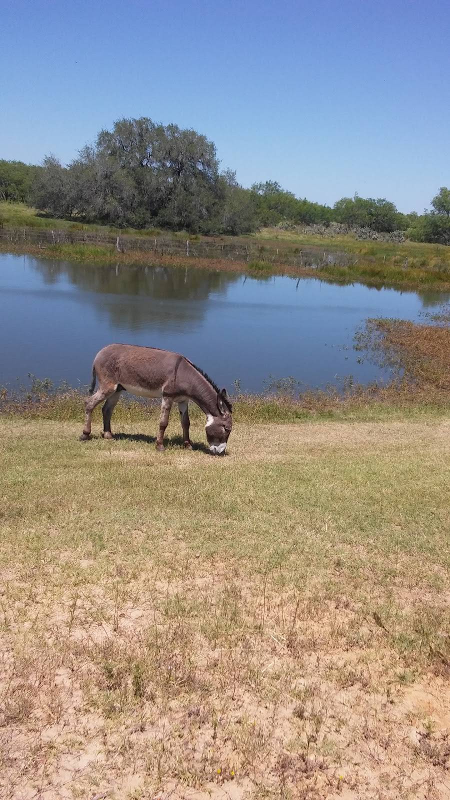 Eagles Nest RV Park | 1396 HWY 181N, Floresville, TX 78114, USA | Phone: (830) 446-1254