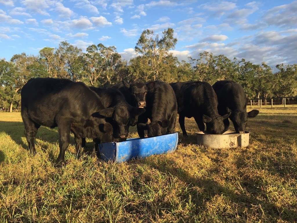 Deep Creek Stables | 2270 S Co Rd 3, Pierson, FL 32180, USA | Phone: (386) 985-0520