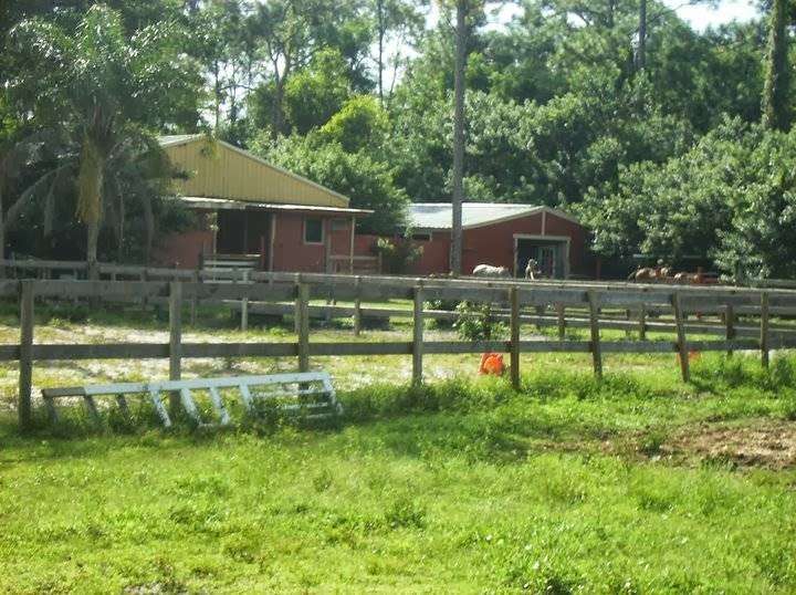 Just Horsin Around Ranch | 6500 W Park Ln, Lake Worth, FL 33449, USA | Phone: (561) 542-3835