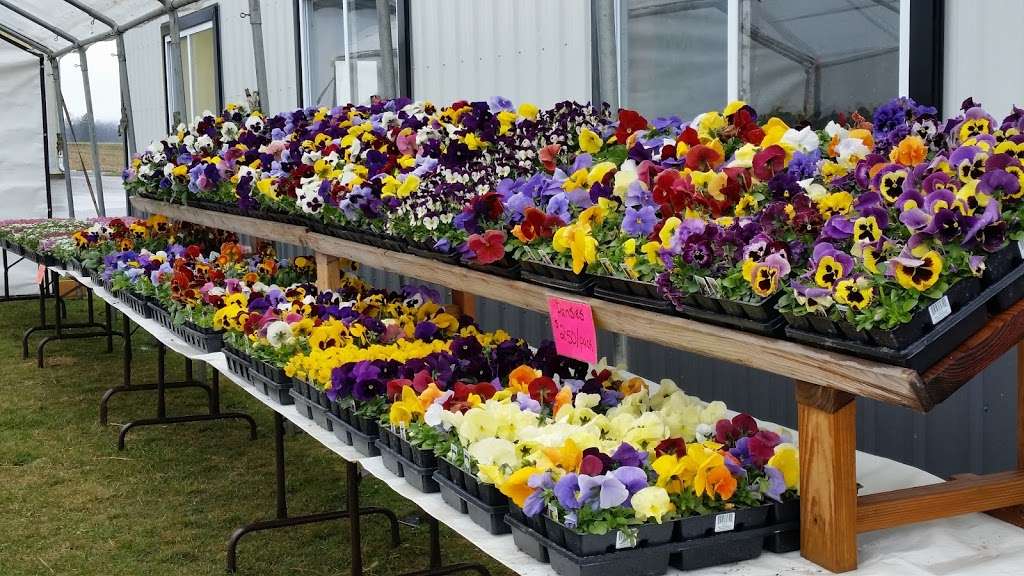 New Blooms Greenhouse | 3360 Strasburg Rd, Parkesburg, PA 19365, USA | Phone: (484) 787-9363