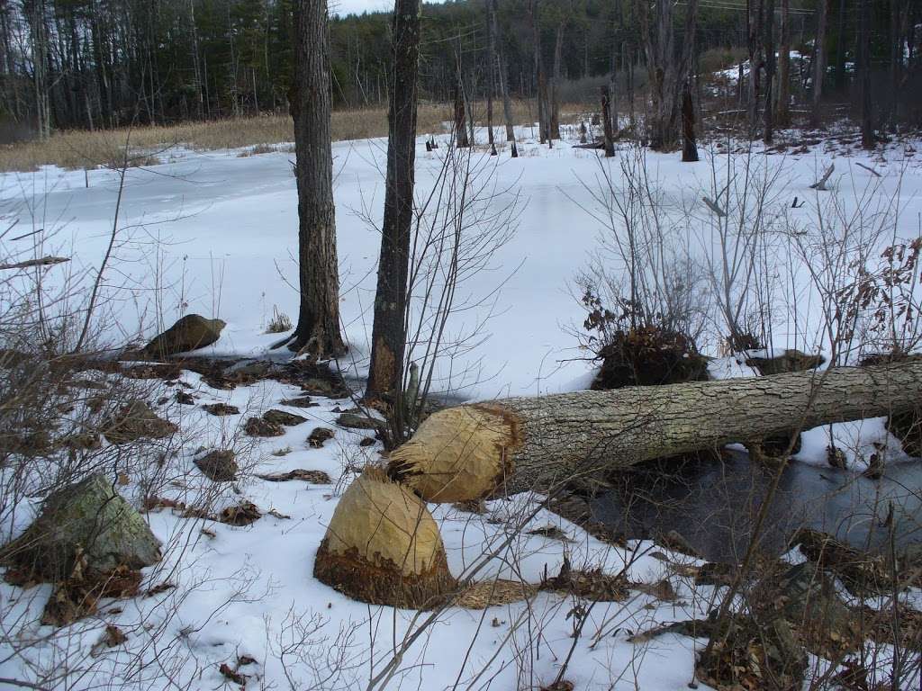 Ayer Conservation Trails | 73 Groton-Harvard Rd, Ayer, MA 01432, USA