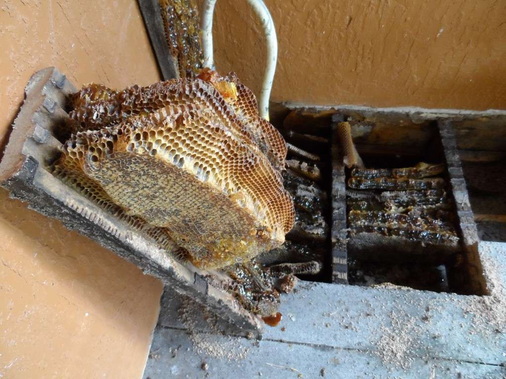 Tropical Apiaries Inc | 6000 SW 188th Ave, Southwest Ranches, FL 33332, USA | Phone: (954) 559-0700