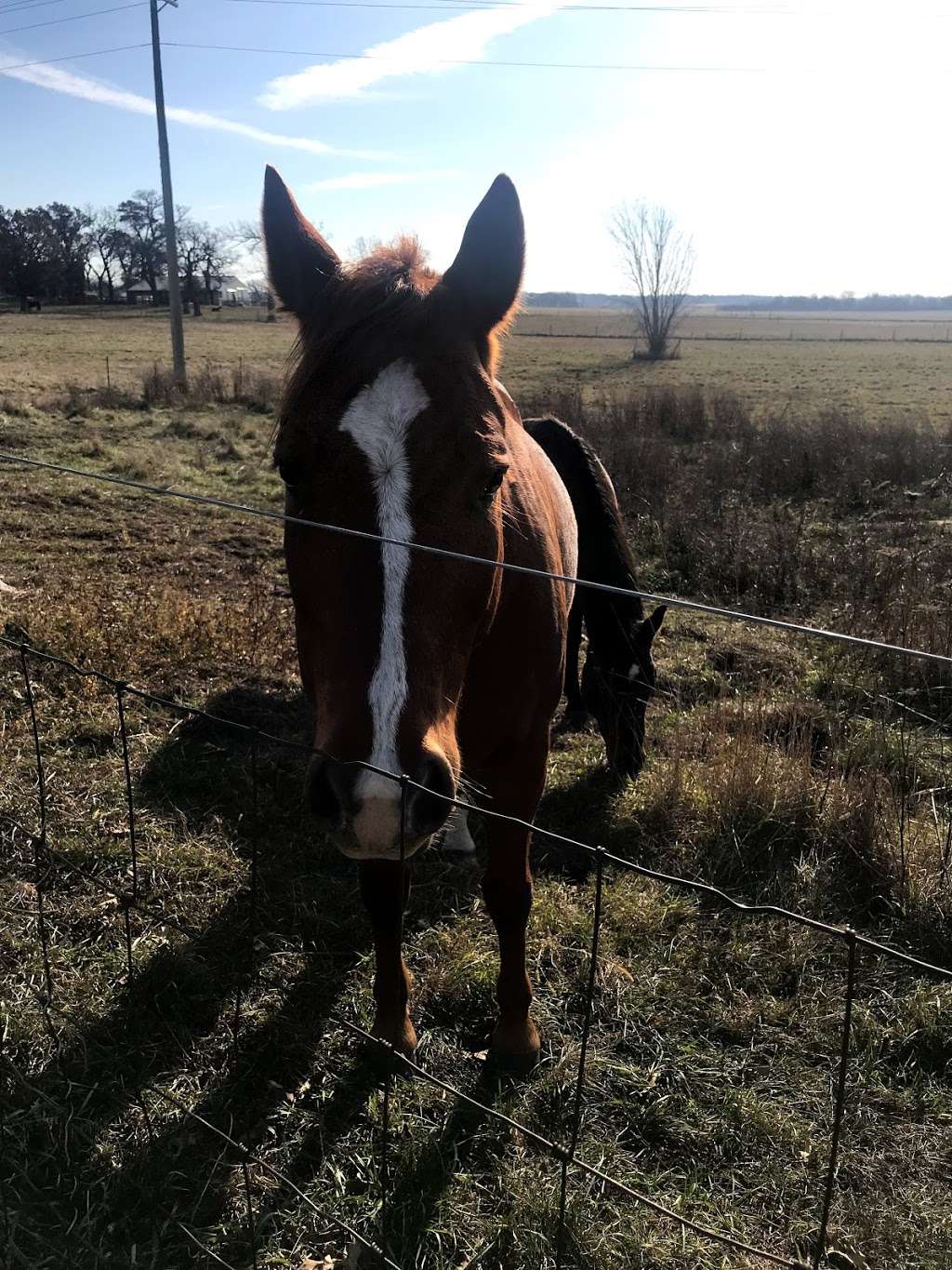 Burlington Prairie Forest Preserve | Sycamore, IL 60178, USA | Phone: (630) 232-1242