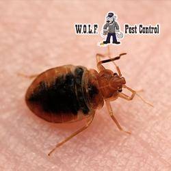 W.O.L.F. Pest Control, LLC | 31126 LA-16 B, Denham Springs, LA 70726, USA | Phone: (888) 763-9653