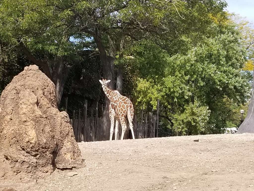 Lincoln Park Zoo Regenstein Center For African Apes | 2058-2156 N Cannon Dr, Chicago, IL 60614, USA | Phone: (312) 742-2000