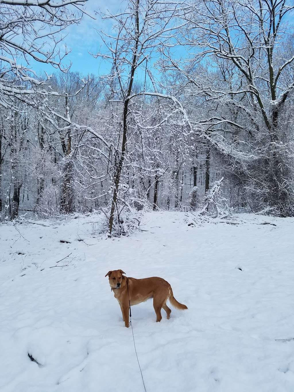 Saint Francis Woodlands | Todt Hill Rd, Staten Island, NY 10306, USA | Phone: (718) 482-4942