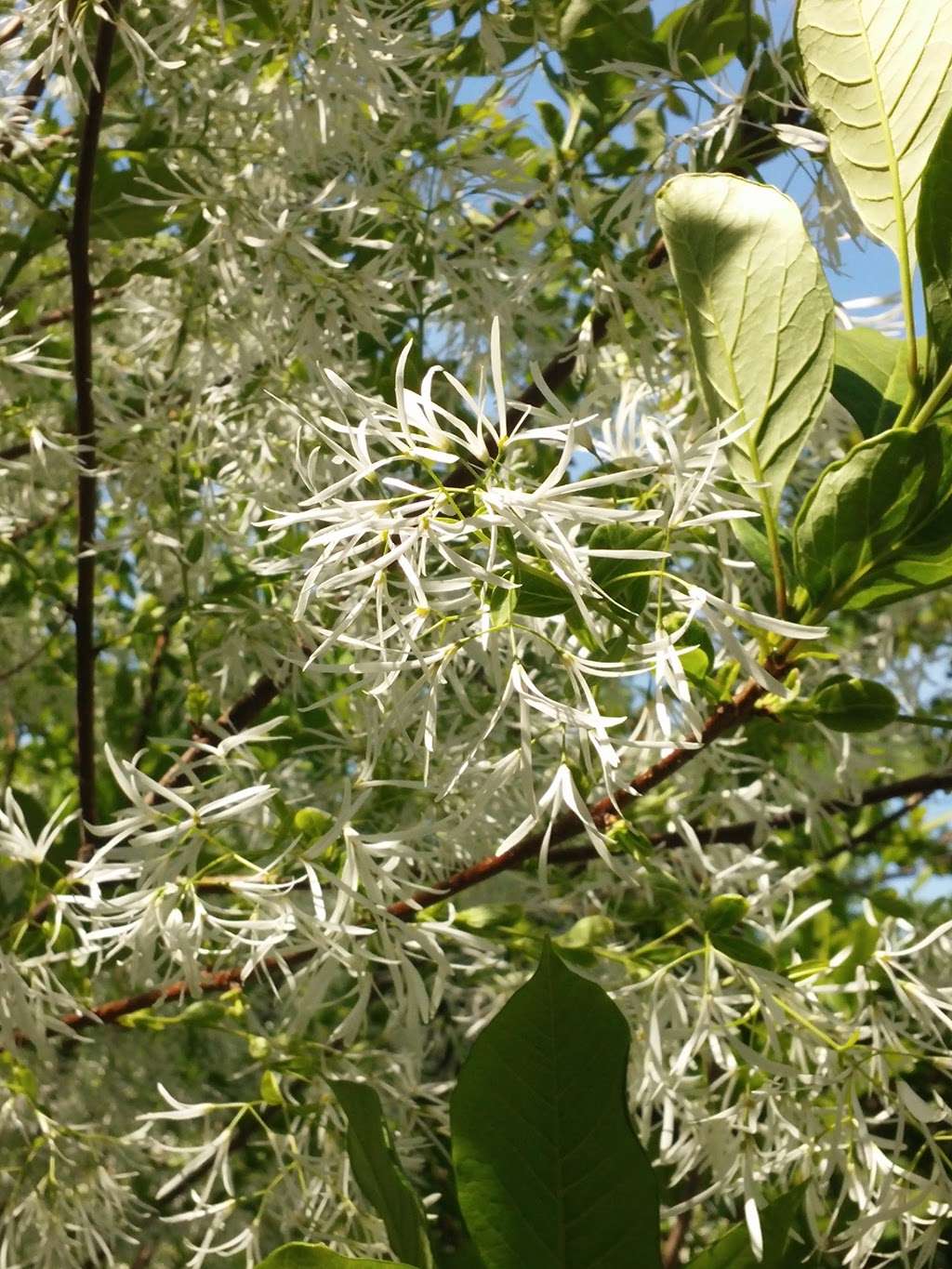 Acton Arboretum | 2 Taylor Rd, Acton, MA 01720, USA | Phone: (978) 264-9631