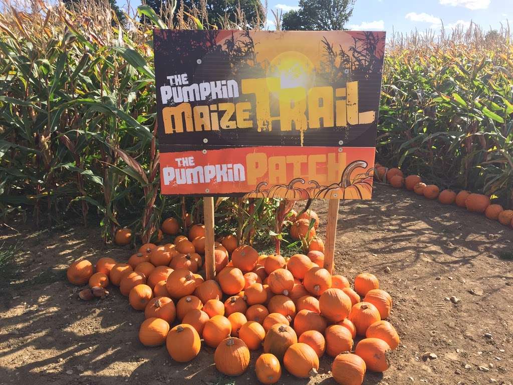 Foxes Farm Produce - The Corn Maze and The Pumpkin Patch - Basil | Watch House Farm, Wash Road, Basildon SS15 4ER, UK | Phone: 07720 888053