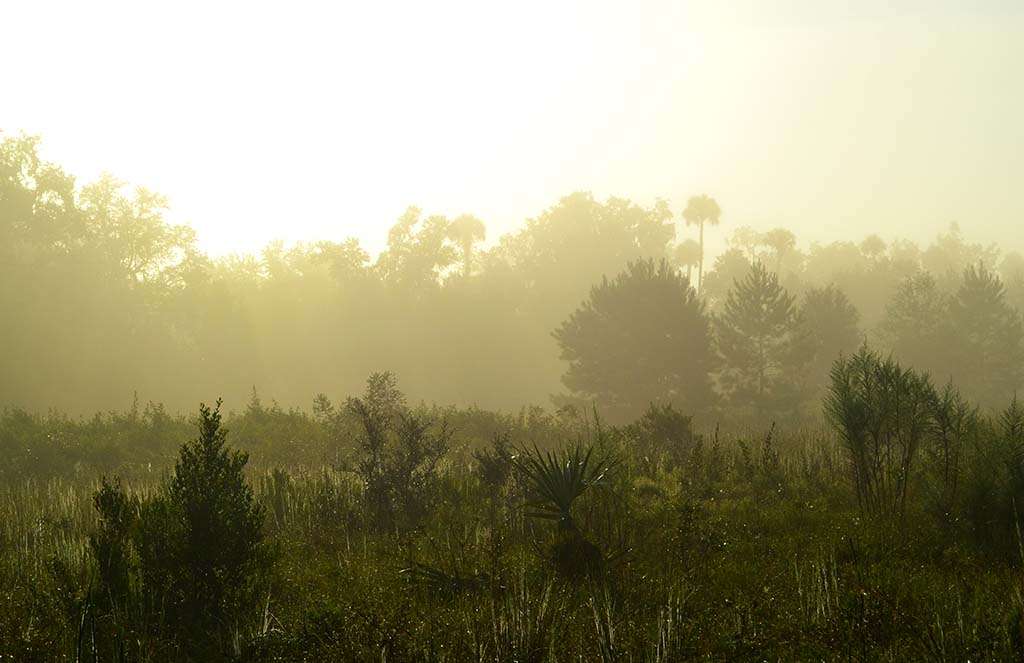 Silver Springs Forest Conservation Area | 6381 E, FL-326, Silver Springs, FL 34488 | Phone: (386) 329-4404