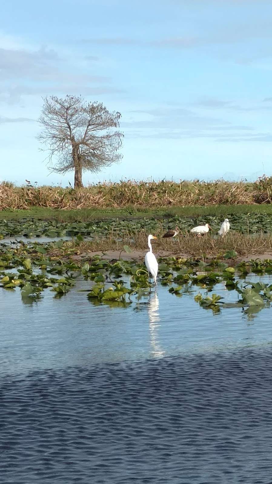 Canaveral Marshes Conservation Trailhead | 4755 Cheney Hwy, Titusville, FL 32780, USA | Phone: (386) 329-4404