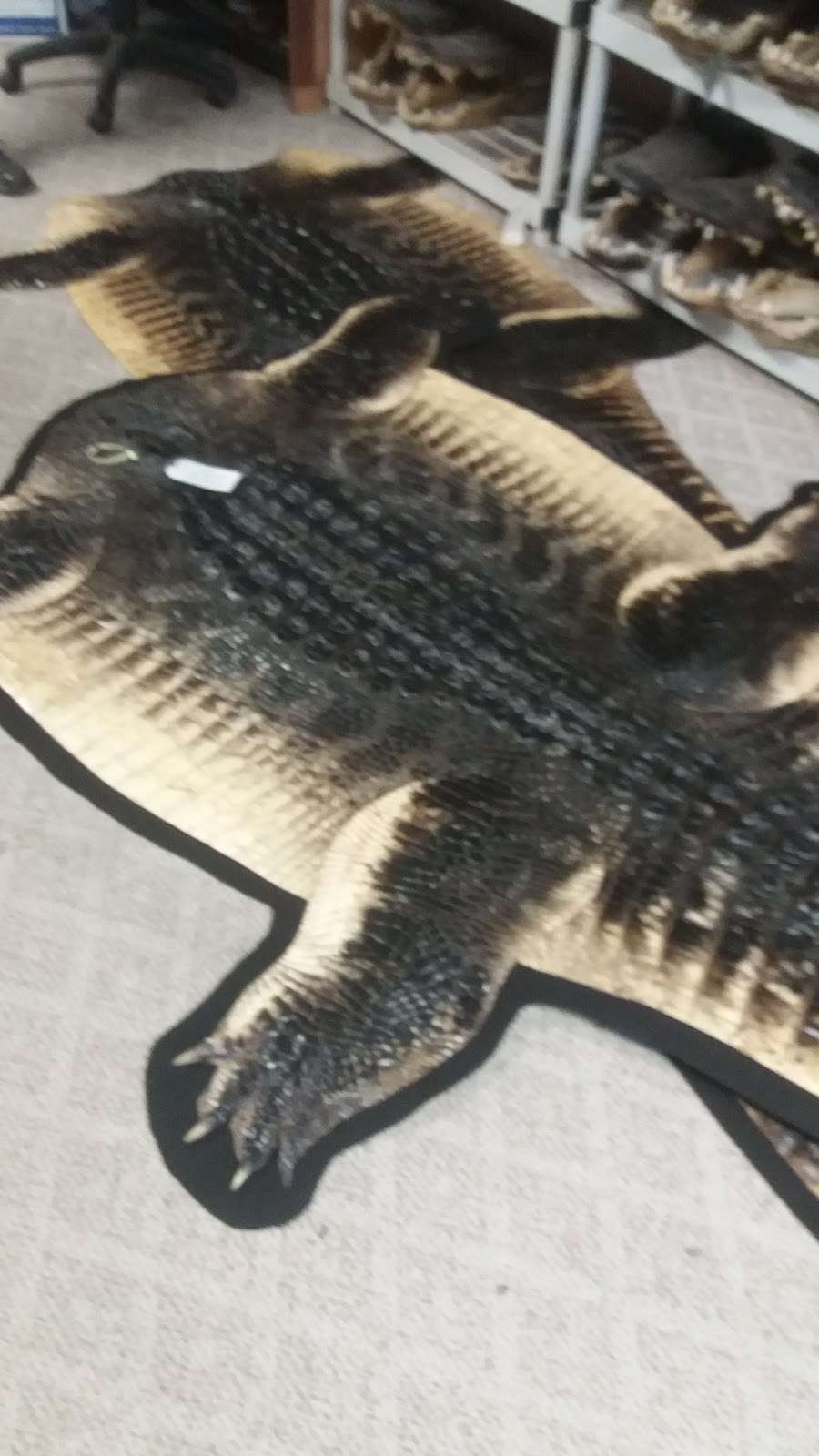 Shaynes Gators | 4835 Co Rd 151, Wildwood, FL 34785, USA | Phone: (352) 748-4142