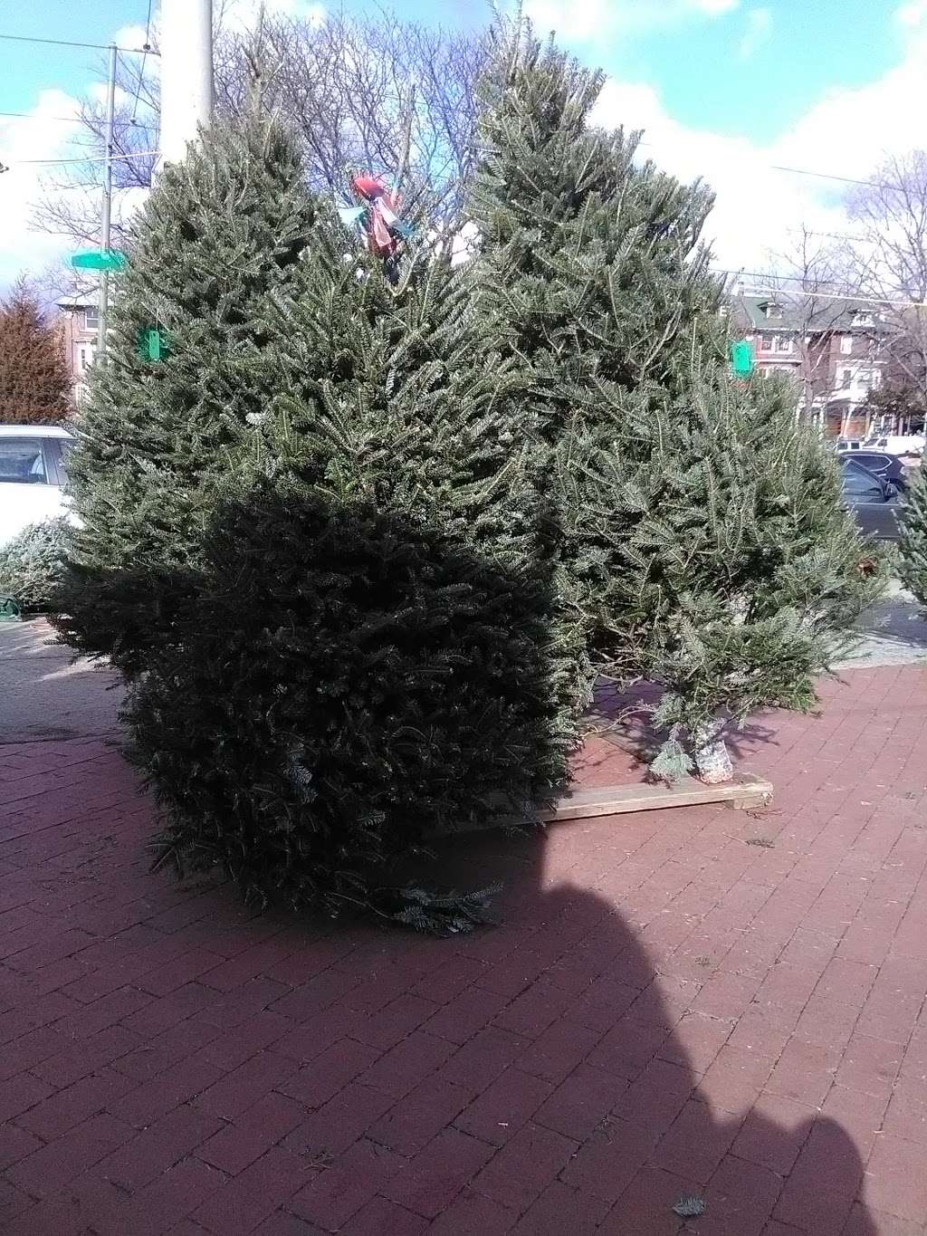 Curtis Christmas Tree Stand | 703-713 S 50th St, Philadelphia, PA 19143, USA | Phone: (215) 459-8756