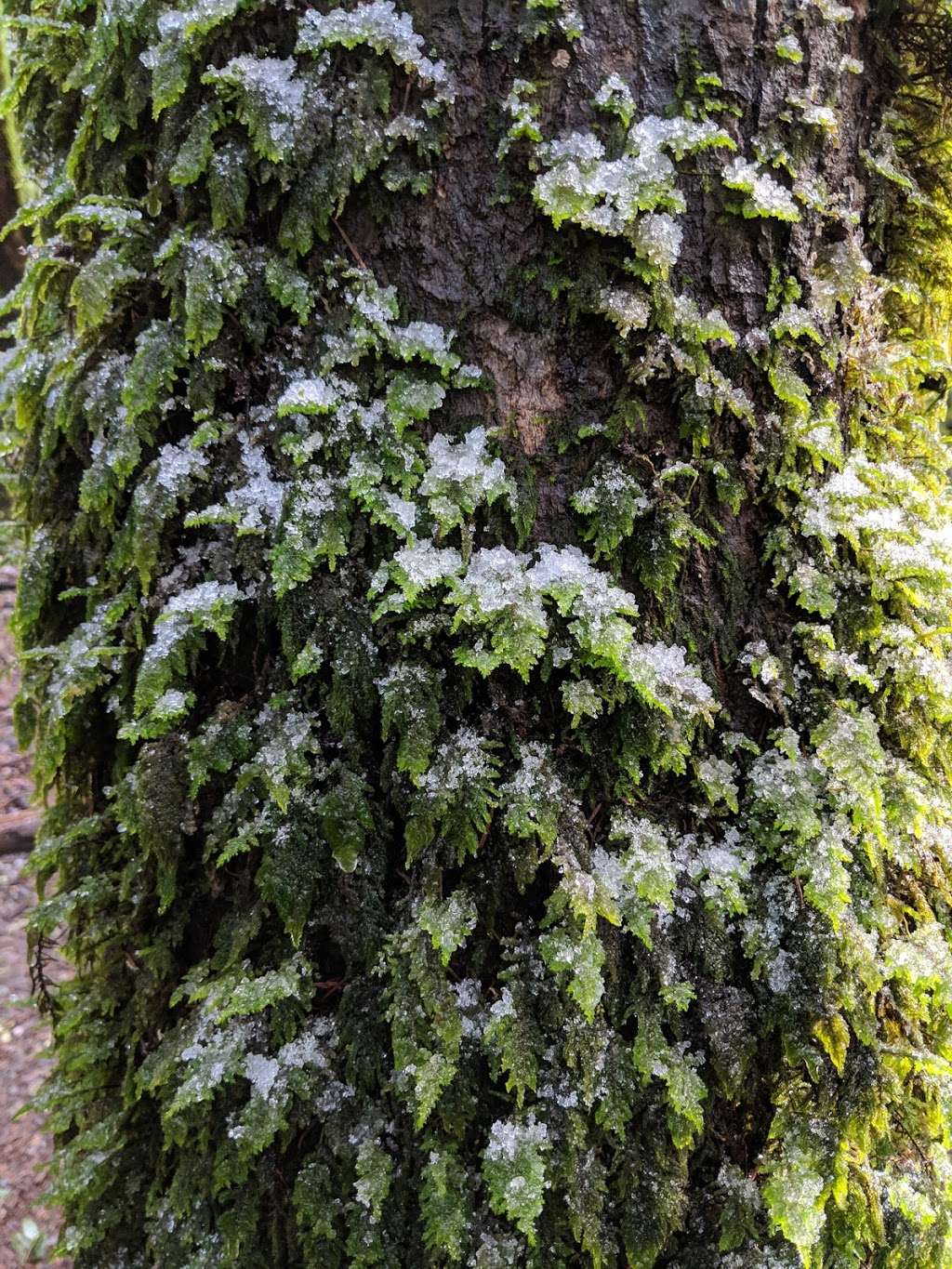 Castle Rock Trail | Castle Rock Trail, Los Gatos, CA 95033