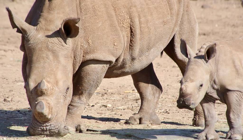C Africa Safaris | 2619 Highview Dr, Nashville, TN 37206, USA | Phone: (615) 414-8293