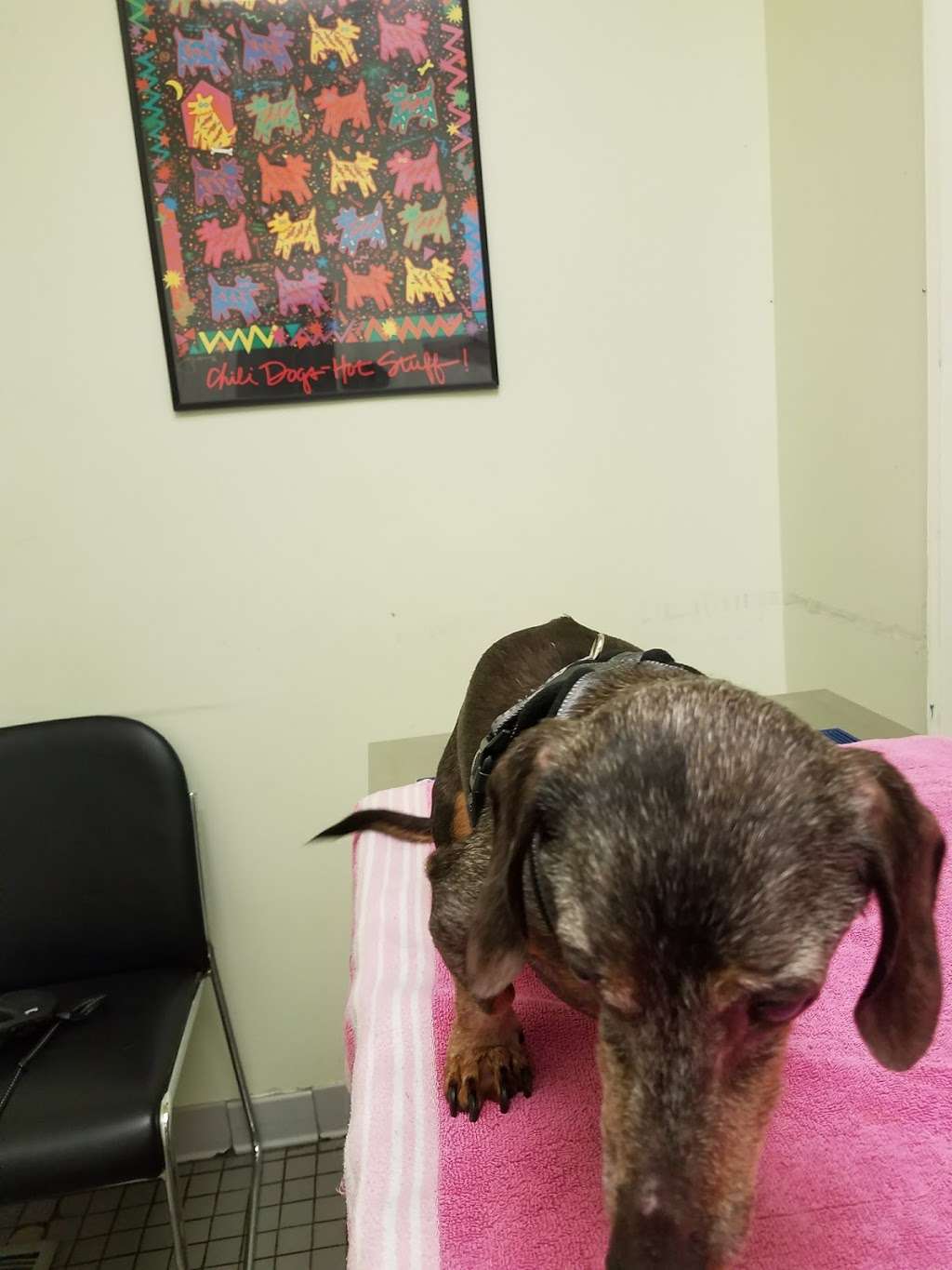 Takoma Park Animal Clinic | 4514, 7330 Carroll Ave, Takoma Park, MD 20912 | Phone: (301) 270-4700