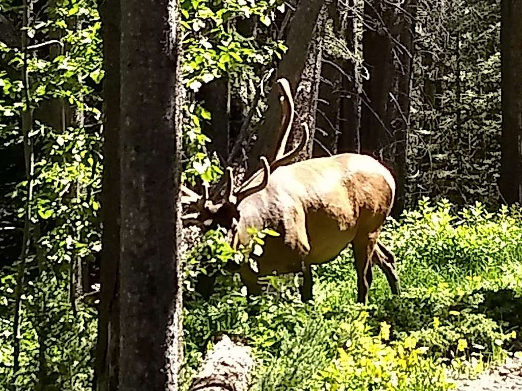 Upper Mill Creek | Estes Park, CO 80517, USA