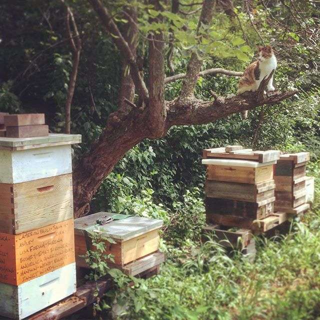 Messner Bee Farm | 8301 Westridge Rd, Raytown, MO 64138 | Phone: (816) 585-6814