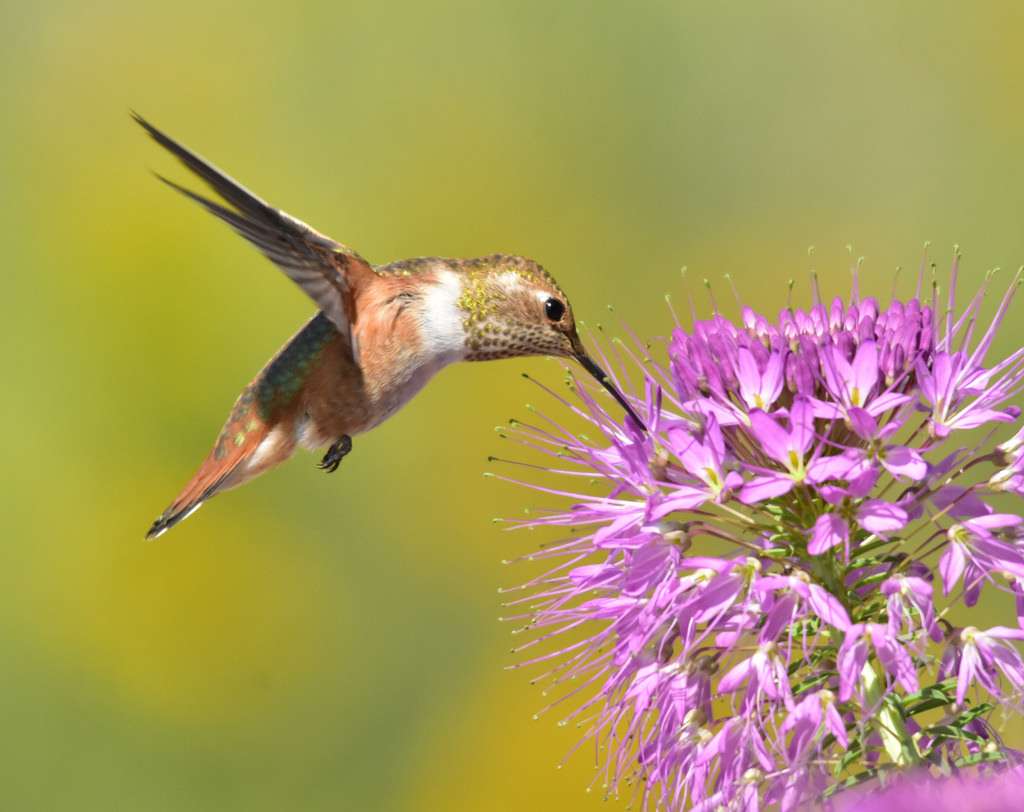 Texas Parks & Wildlife Department | 346 Oaks Trail #100, Garland, TX 75043, USA | Phone: (972) 226-9966