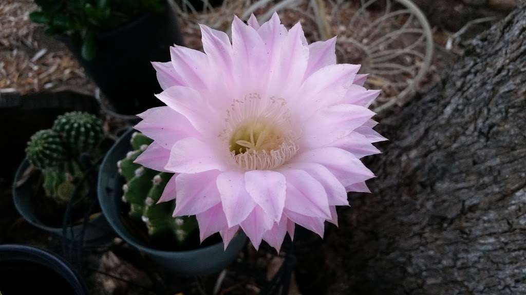 Mosaic Community Garden of Chula Vista | 960 5th Ave, Chula Vista, CA 91911, USA | Phone: (619) 457-1299