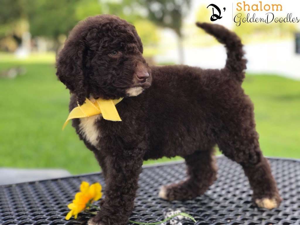 D’ Shalom Goldendoodles | Drive, Kissimmee, FL 34758, USA | Phone: (863) 660-7350