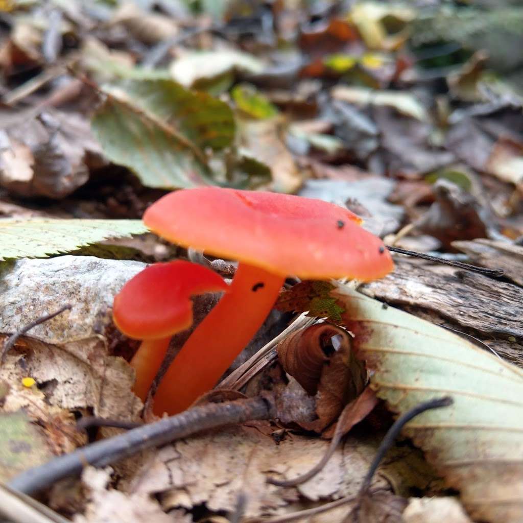 Cat Rock & Bobs Hill Natural Area | Catoctin Hollow Road, Thurmont, MD 21788, USA | Phone: (301) 271-7574