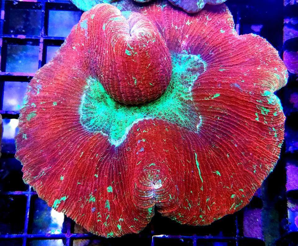 Reefers Garage | Live Coral And Tropical Marine Fish Store | 512 W California Ave #116, Vista, CA 92083, USA | Phone: (760) 936-1288