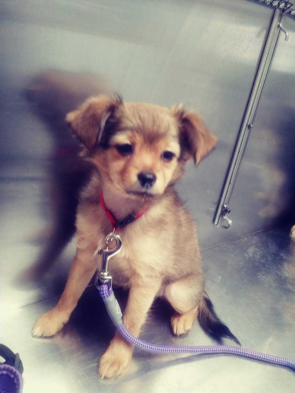 Al-Lynn Animal Hospital | 6904 Allentown Rd, Temple Hills, MD 20748, USA | Phone: (301) 449-8822