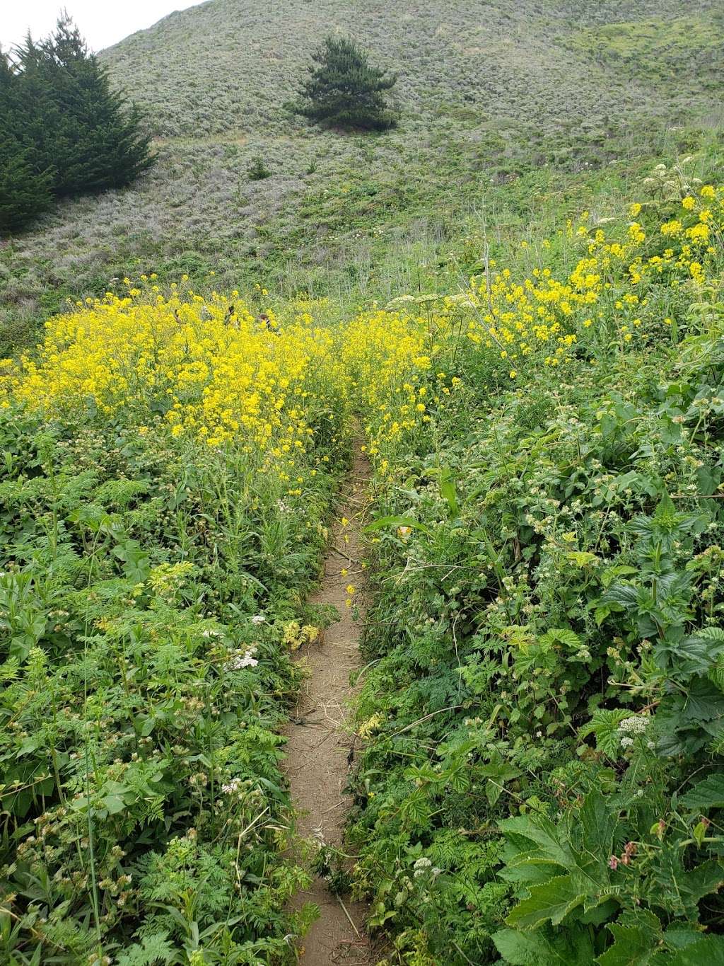 Montara Mountain (Top Of Mountain) Trailhead | N Peak Access Rd, Half Moon Bay, CA 94019, USA