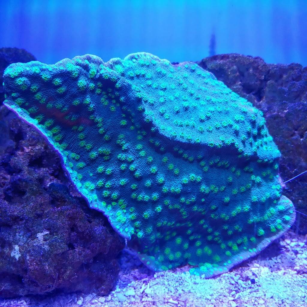 Corals Fish and Beyond | 2041 Rufe Snow Dr Ste 303, Keller, TX 76248, USA | Phone: (817) 479-6085