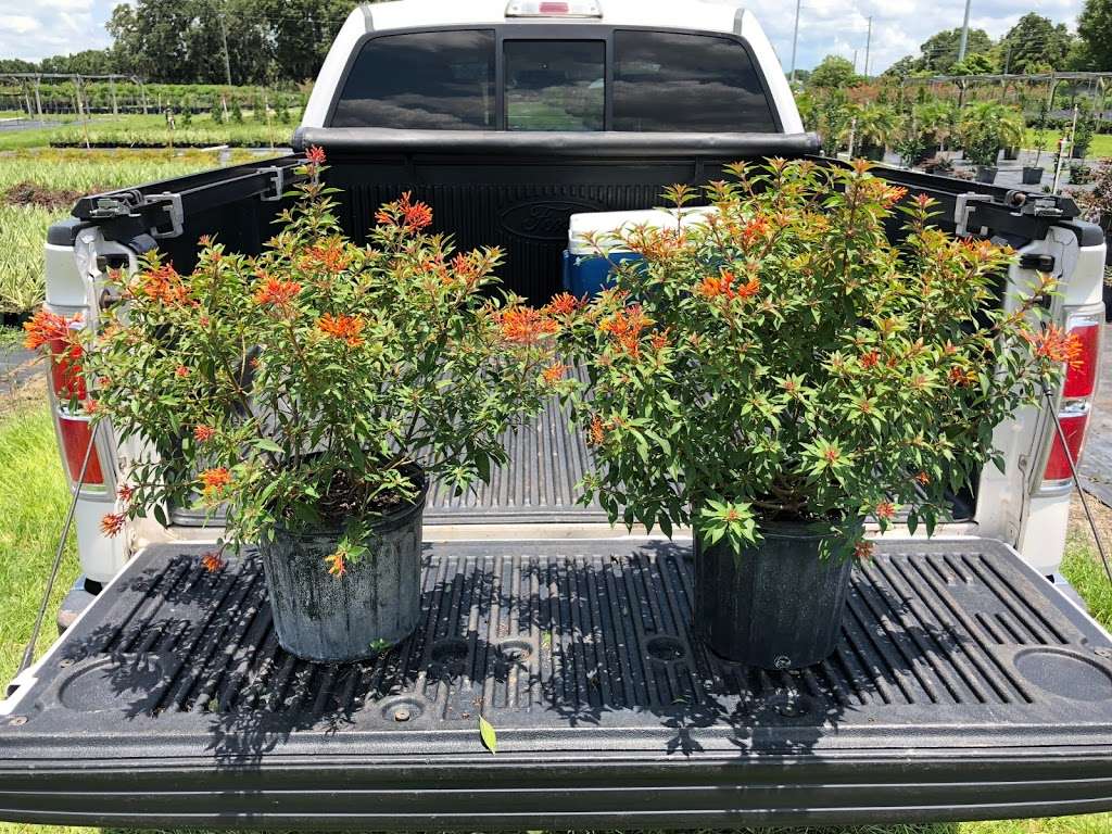 Mid Florida Nurseries | 2451 County Line Rd, Plant City, FL 33566 | Phone: (813) 707-5555