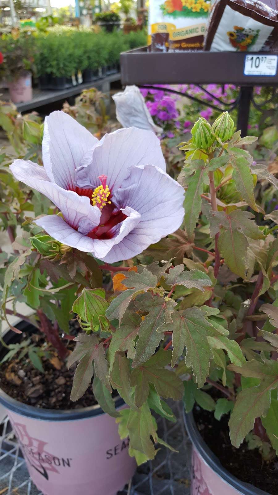 Lowes Home Improvement | 261 Market St, Winchester, VA 22603, USA | Phone: (540) 409-3232