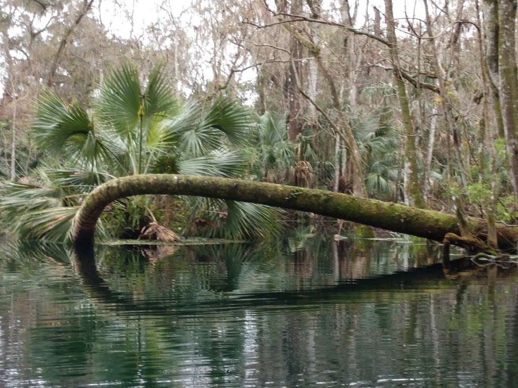 Kayak Silver Springs | Silver Springs State Park, 5656 E Silver Springs Blvd, Silver Springs, FL 34488, USA | Phone: (904) 315-8442