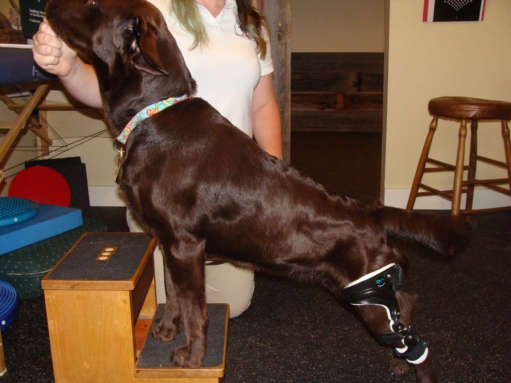 Horse n Hound Physical Therapy | 288 S Merrimack Rd, Hollis, NH 03049, USA | Phone: (603) 465-4444