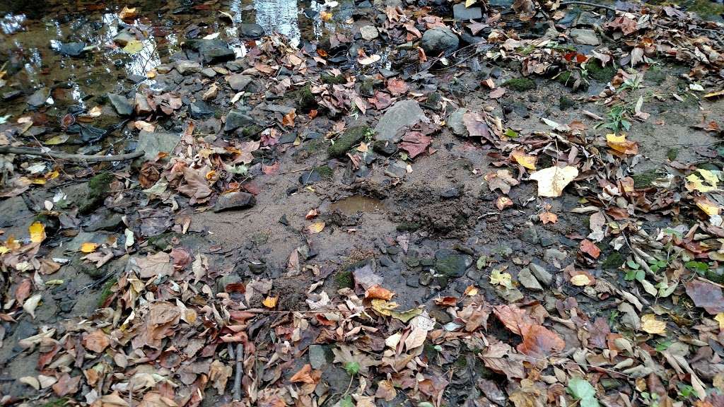 Robert B. Gordon Natural Area for Environmental Studies | Stadium Rd, West Chester, PA 19382