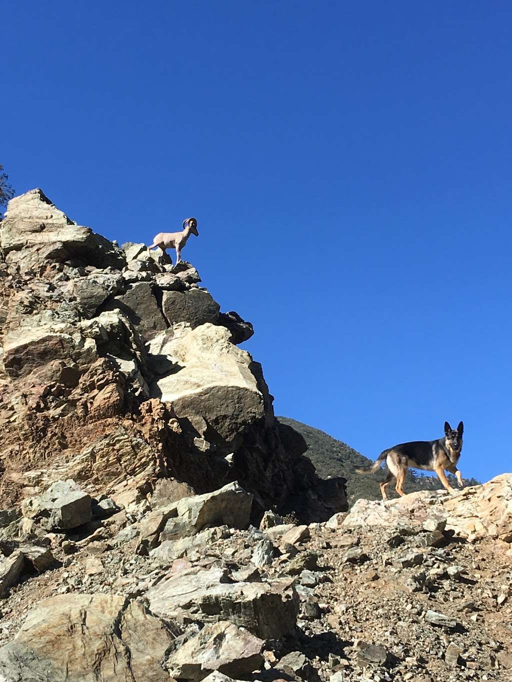 Sheep Mountain Wilderness | Mt Baldy, CA 91759, USA | Phone: (626) 574-1613