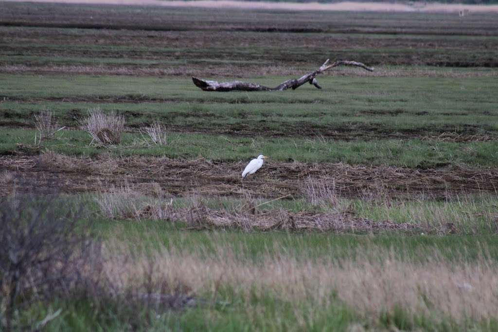 Salisbury Salt Marsh Wildlife Management | Beach Rd, Salisbury, MA 01952, USA | Phone: (978) 263-4347